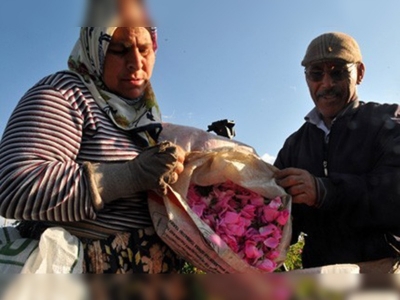 Gül çiçeği alımı başladı