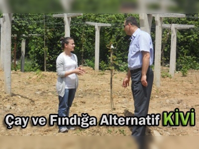 Destekler kivi yetiştiriciliğine hız kazandırdı