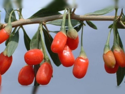 GOJİ BERRY Türkiye topraklarında