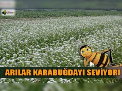 Karabuğday arıcıların da umudu oldu