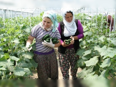 Kadınların ekmek kapısı: seralar