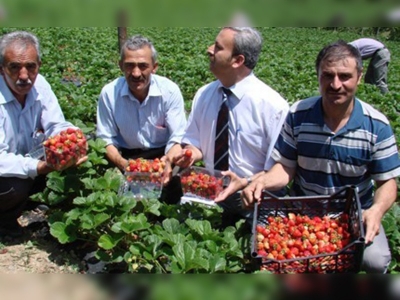 Gümüşhanede çilek üretimi başladı