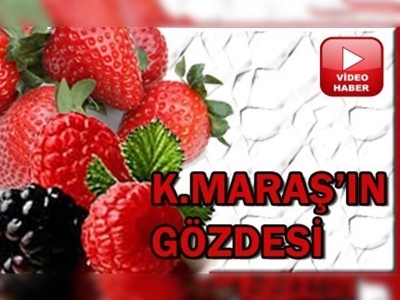 Böğürtlen ve çilek Kahramanmaraşın gözdesi