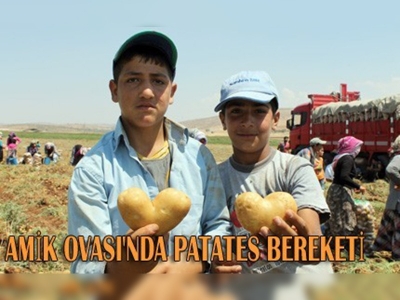 10 bin dekar alanda patates üretimi 