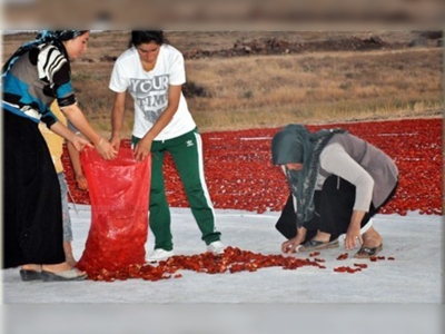 Urfanın yeni gelir kaynağı kurutulmuş domates 