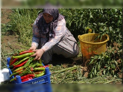 Çiftlikköy biberi büyüklüğü ile herkesi şaşırtıyor