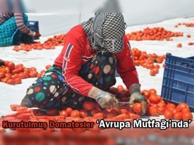 Foça domatesi Avrupa mutfağında