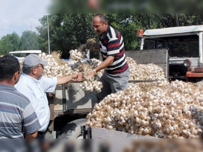 Taşköprüde sarımsak üreticisi umutlu