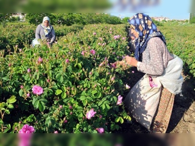 Sıcak hava, ''gülü'' de vurdu