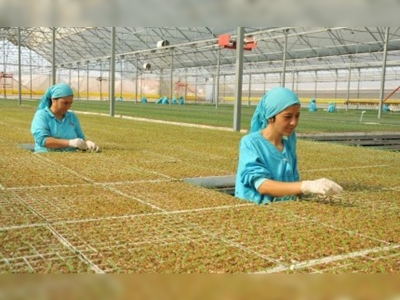 Kumlucada seralar sonbahara hazırlanıyor