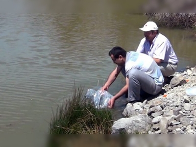 Köst Köyü Göletine 3000 adet balık bırakıldı