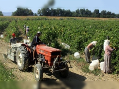 ''Üzümün başkenti''nde hasat başladı