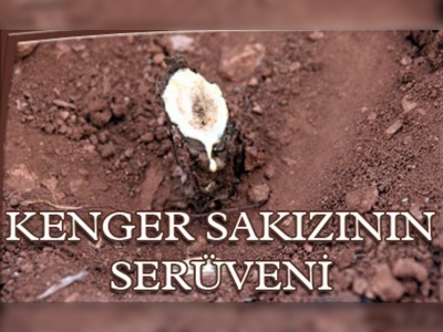 Dişleri beyazlatıp, baş ağrısını geçiriyor