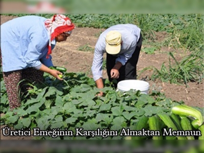 Kahramanmaraşta ikinci ürün salatalık 