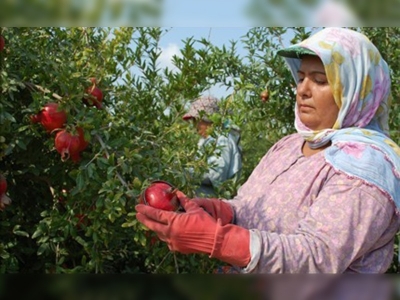 Silifkede yılın ilk narı pazara sunuldu