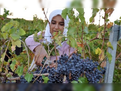 Adıyamanda üzüm hasadı başladı