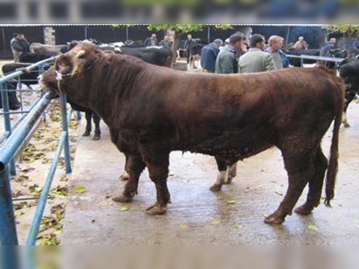 Besiciye müjde: Bu yıl kurban ithalatı yok