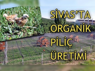 Sivasta organik piliç üretiliyor!