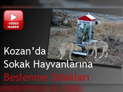 Kozanda sokak hayvanları için örnek proje