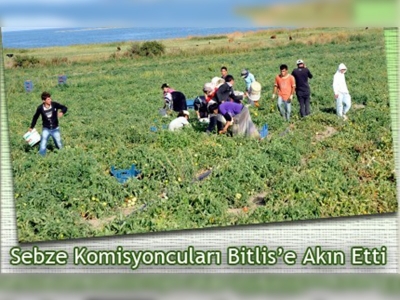 Domatesin yeni üretim merkezi Bitlis