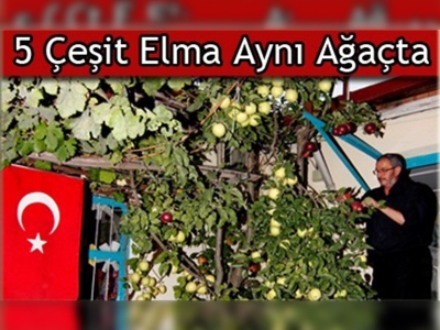 Bir dalda 5 çeşit elma yetiştirdi