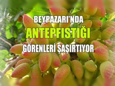 Çitlenbik ağaçları aşılanıyor, Antepfıstığı yetiştiriliyor!