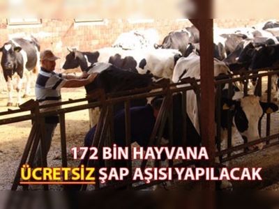 Bursada 172 bin hayvana şap aşısı yapılacak