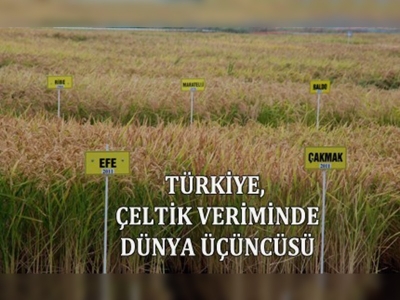 Türkiye, çeltik veriminde dünya üçüncüsü