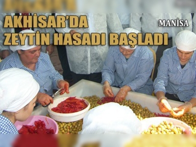 Zeytin hasat sezonu Akhisarda başladı