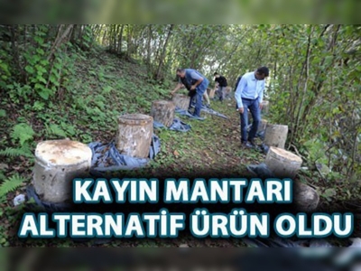 Kayın mantarı alternatif ürün oldu