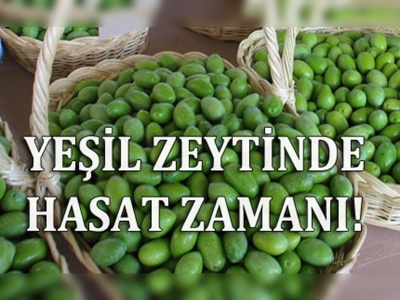 Sofralık yeşil zeytinler hazırlanmaya başlandı