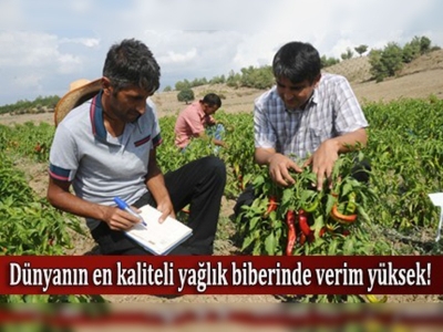 Biber ıslahıyla verim ikiye katlandı