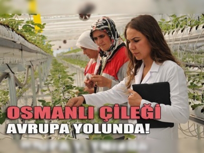 Hedef, Osmanlı Çileğiyle Avrupada Marka Olmak 