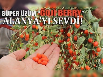 Kilosu 80 liradan satılıyor