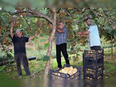 Karadenizde kivi hasadı başladı