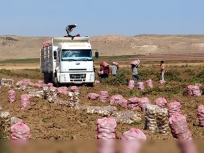 Patates çiftçiye ve işçiye bereket getirdi