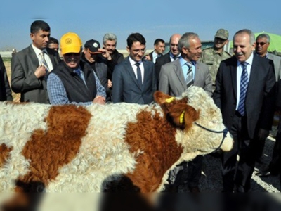 Gaziantepte üreticilere büyükbaş hayvan dağıtıldı