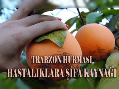 Trabzon Hurması Şifa Kaynağı Oldu