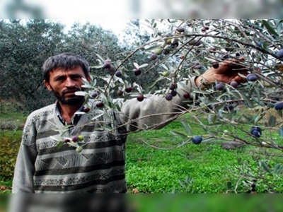 Çanakkalede Zeytin Bereketi