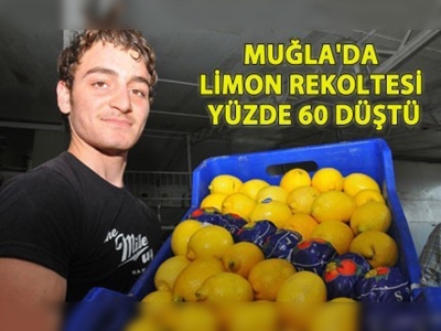 Limon rekoltesinde düşüş