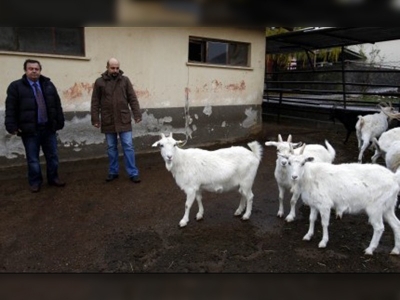 İsviçre'nin Saanen keçisi ''Ankaralı'' oldu