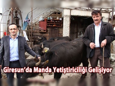 Giresunda manda yetiştiriciliği gelişiyor