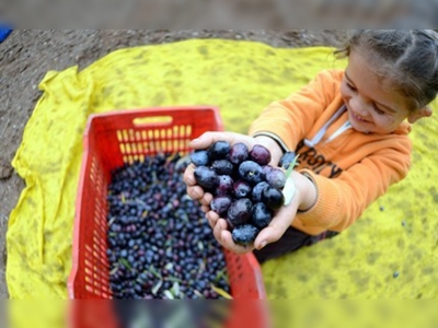 Zeytincilikte atağa geçen beldeye tersine göç başladı