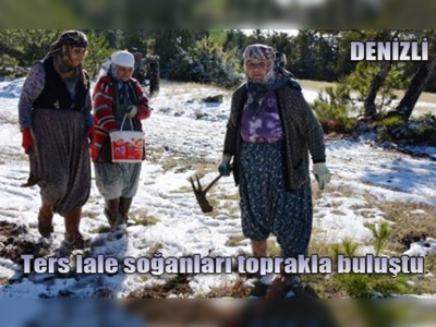 Ters lale soğanları toprakla buluştu