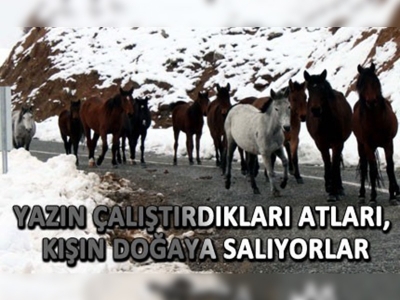 Yazın çalıştırdıkları atları, kışın doğaya salıyorlar