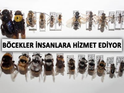 Böcekler insanlara hizmet ediyor