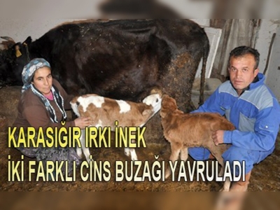 Çankırı'da karasığır ineği semental ve montofon yavruladı