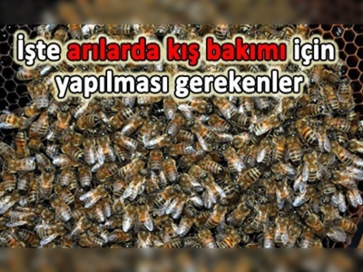 Arılarda kış bakımı zamanı