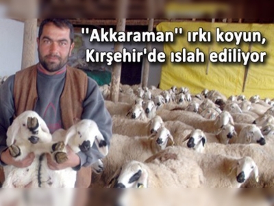  Akkaraman ırkı koyun Kırşehirde verimi artıracak