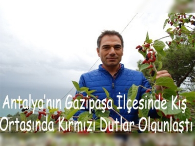 Kış ortasında kırmızı dut